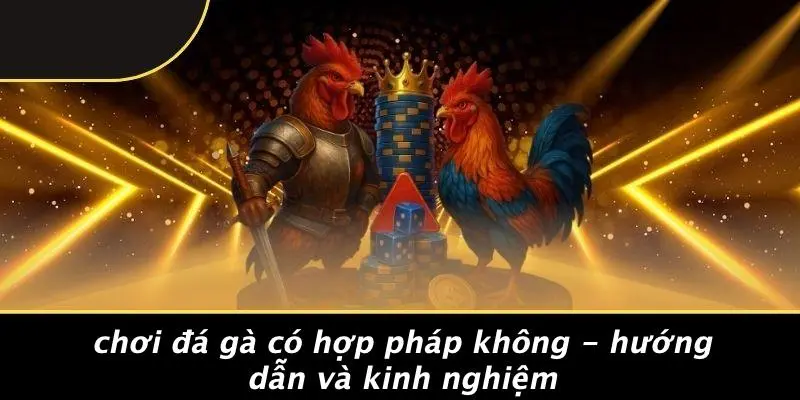 CHƠI ĐÁ GÀ CÓ HỢP PHÁP KHÔNG - HƯỚNG DẪN VÀ KINH NGHIỆM